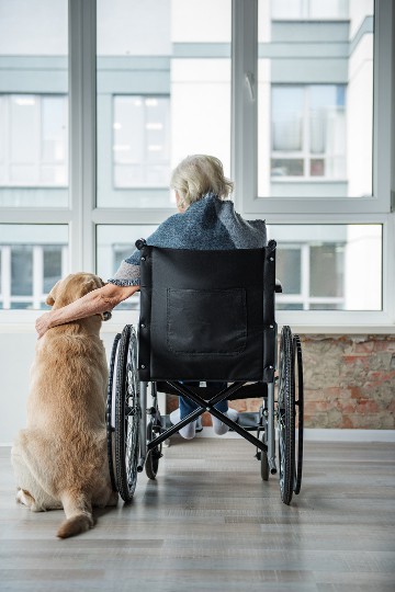 Elderly woman in a wheelchair looking out a window with a Golden Retriever by her side.