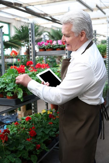 Senior man with tablet inspecting geranium plants in a greenhouse