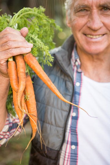 Senior man smiling and holding fresh carrots from a garden