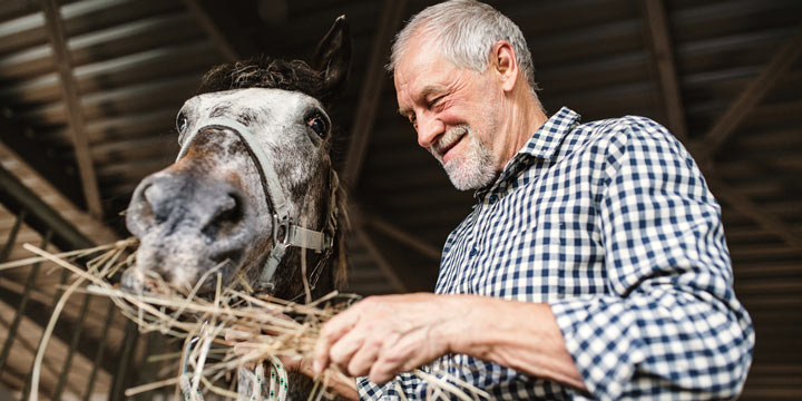 Smiling senior man in a barn feeding a horse with a handful of hay