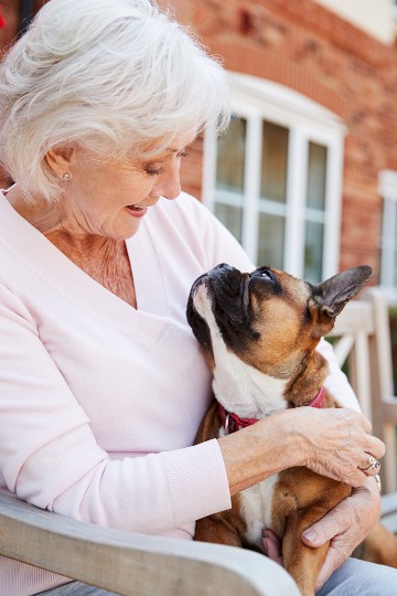 Elderly woman in a pink sweater smiling at her brown and white French Bulldog on a sunny day outdoors