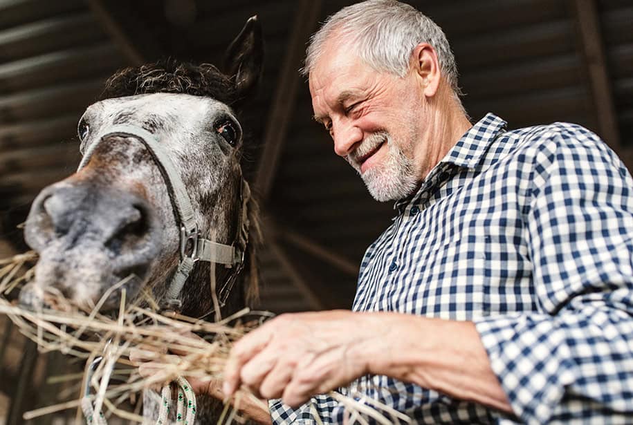 Smiling senior man in a barn feeding a horse with a handful of hay