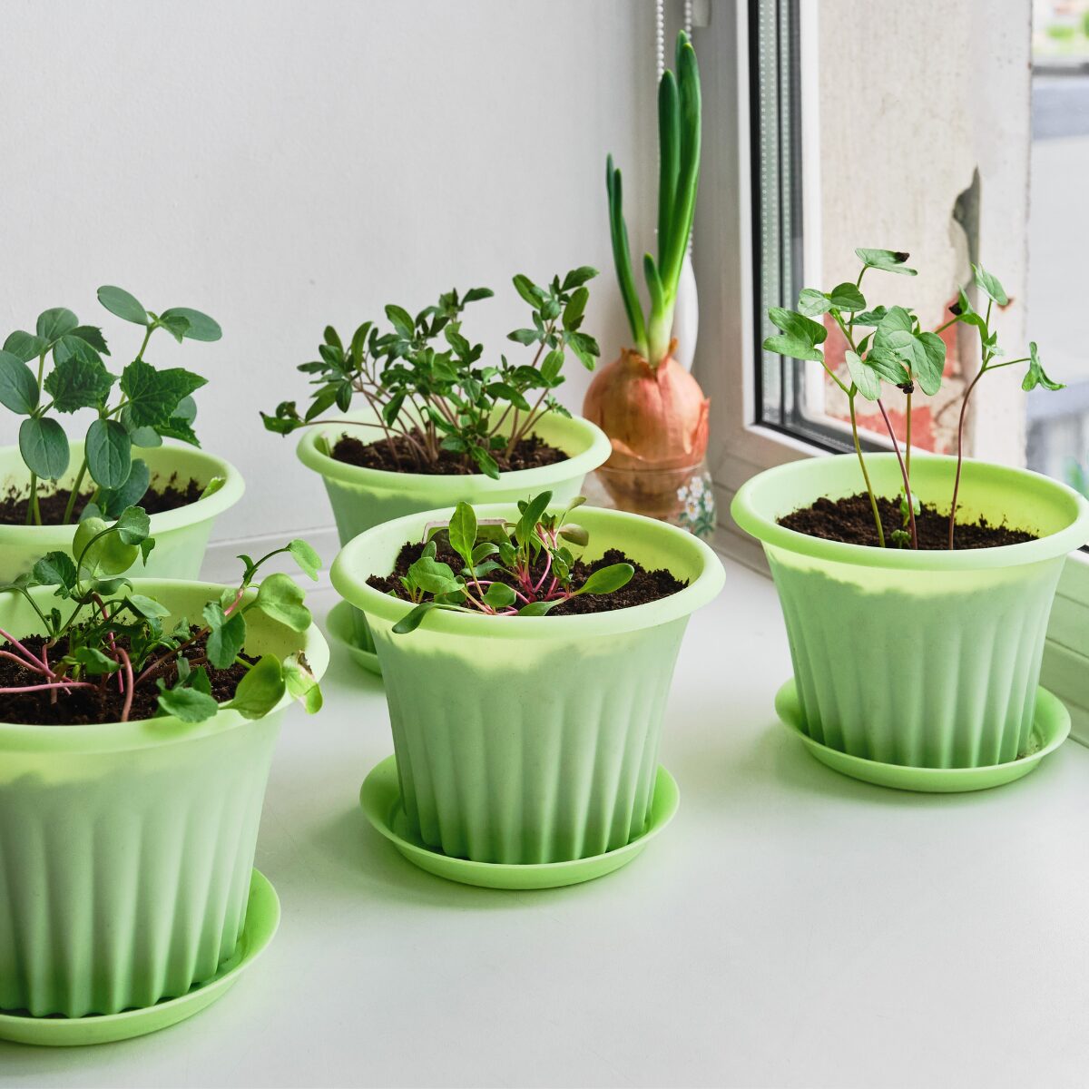 Indoor gardening for seniors